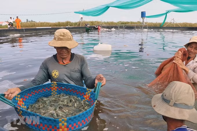 Phát triển nhãn hiệu “Tôm Trà Vinh” ảnh 1