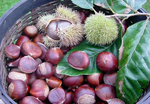 Hạt dẻ Trùng Khánh. Ảnh: baocaobang.vn Hạt dẻ Trùng Khánh. Ảnh: baocaobang.vn
