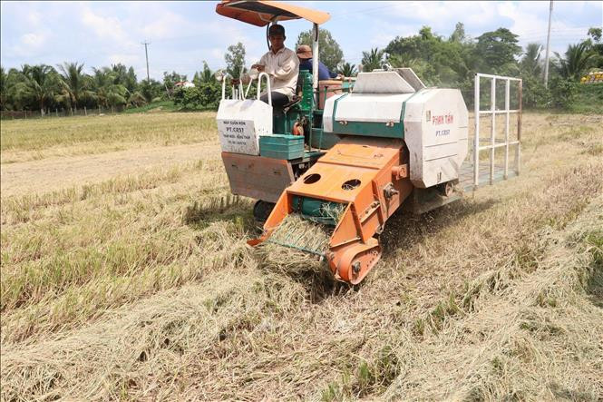 Đồng Tháp tăng thêm nguồn thu từ bán rơm tươi sau khi thu hoạch lúa .Ảnh: Nguyễn Văn Trí - TTXVN Liên kết sản xuất và tiêu thụ giúp tăng lợi nhuận từ 3 - 4 triệu đồng/ha/vụ lúa ảnh 2