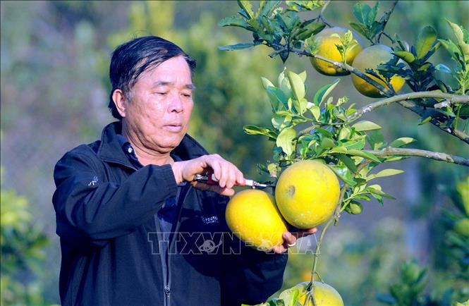 Cựu chiến binh Nguyễn Văn Dũng thu hoạch bưởi. Ảnh: Quang Quyết - TTXVN Làm giàu từ mô hình trồng cây ăn quả ảnh 1