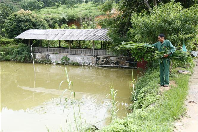 Gia đình ông Lung có trên 6.000m2 ao thả cá. Ảnh: Nam Sương - TTXVN Lão nông Vũ Văn Lung đi đầu trong phát triển kinh tế trang trại ở Tuyên Quang ảnh 3