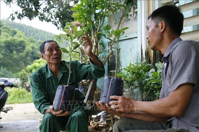 Ông Lung luôn tìm tòi phát triển các giống cây trồng mới. Ảnh: Nam Sương - TTXVN Lão nông Vũ Văn Lung đi đầu trong phát triển kinh tế trang trại ở Tuyên Quang ảnh 1