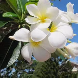 Hoa đẹp chữa bệnh ảnh 3