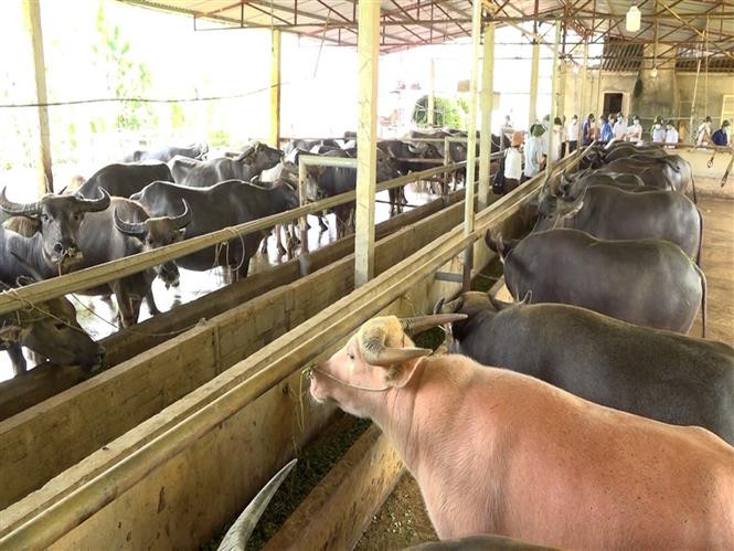 Mô hình nuôi trâu vỗ béo tập trung, quy mô 120 con trâu mỗi lứa, của Hợp tác xã Thiên An, thôn Cây Tre, xã Xuân Lai, huyện Yên Bình. Ảnh: Tiến Khánh - TTXVN Yên Bái cơ cấu lại ngành nông nghiệp, gắn với xây dựng nông thôn mới ảnh 1