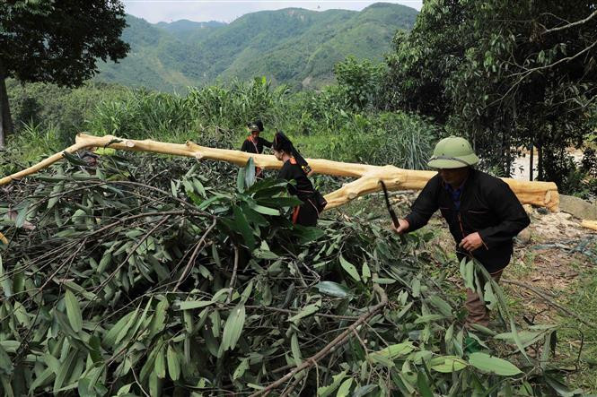 Cây quế là một trong 10 loại cây trồng chủ lực có giá trị kinh tế cao được tỉnh Yên Bái đưa vào kế hoạch trồng rừng hằng năm, hiện có khoảng hơn 81 nghìn ha (chiếm 1/3 diện tích rừng trồng). Ảnh: Vũ Sinh - TTXVN Yên Bái cơ cấu lại ngành nông nghiệp, gắn với xây dựng nông thôn mới ảnh 2