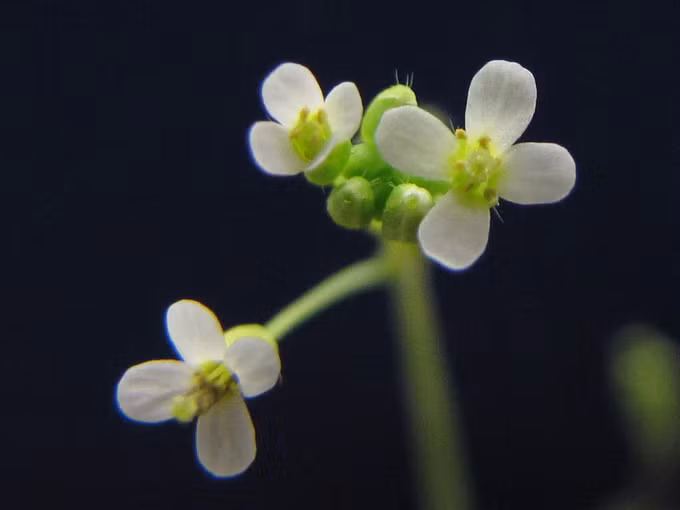 Phát hiện cấu trúc protein có khả năng điều chỉnh sự phát triển của thực vật ảnh 1