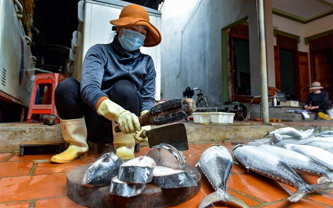 Cá sau khi giã đông tự nhiên sẽ rửa sạch và sẻ thành lát để chuẩn bị đưa lên giàn nướng. Ảnh: TTXVN Làng nghề nướng cá nơi cửa biển Ngư Lộc (Thanh Hóa) tất bật vào vụ Tết ảnh 2