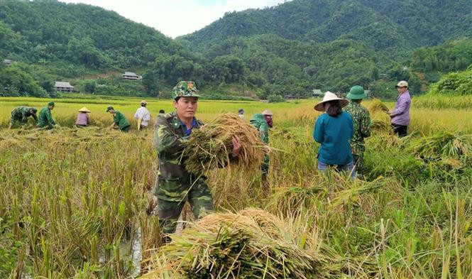Bộ đội biên phòng giúp nhân dân xã Yên Khương, huyện miền núi Lang Chánh, Thanh Hóa gặt lúa. Ảnh: Nguyễn Nam-TTXVN Thanh Hóa phát huy hiệu quả các mô hình “Dân vận khéo” trong xây dựng nông thôn mới ảnh 1