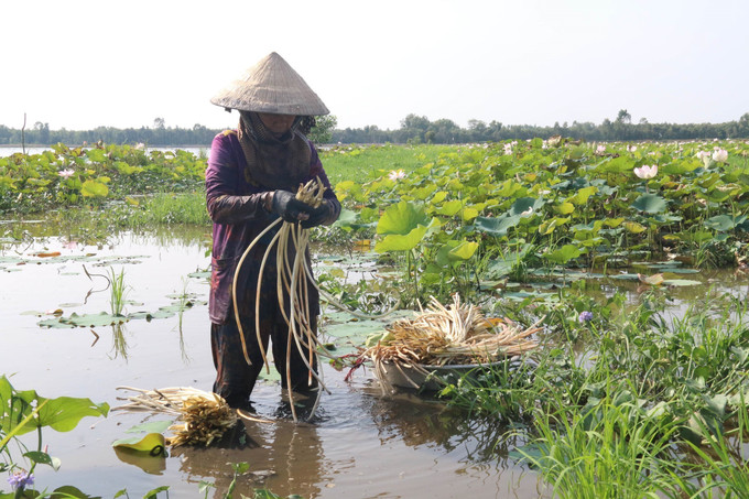 Người dân xã Thạnh Hòa, huyện Tân Phước thu hoạch ngó sen. Ảnh: Minh Trí - TTXVN Vùng đầu nguồn sông Tiền chủ động chung sống với lũ ảnh 2