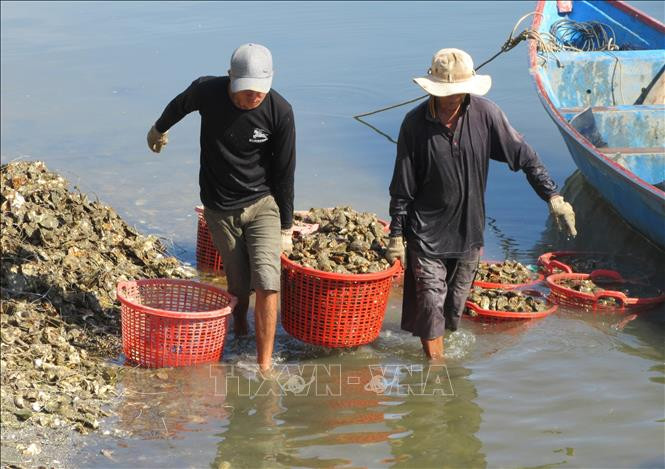 Thu hoạch hàu nuôi ở Đầm Nại (huyện Ninh Hải, Ninh Thuận). Ảnh: Nguyễn Thành – TTXVN Hiệu quả kinh tế cao từ mô hình nuôi hàu treo dây ảnh 1