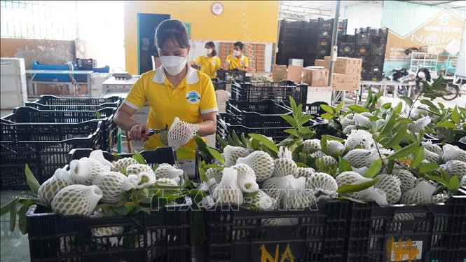 Công đoạn sơ chế quả Na Vietgap trước khi đóng gói tại Công ty cổ phần Natani (Tây Ninh). Ảnh: Thanh Tân -TTXVN Làm giàu nhờ mô hình liên kết trồng na theo quy trình VietGAP ảnh 1
