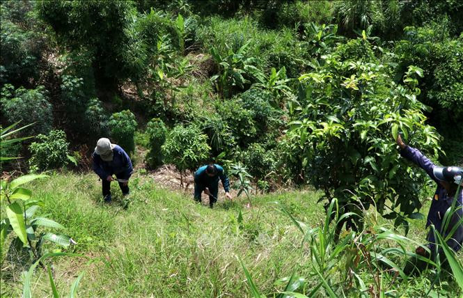 Những năm gần đây, bà con dân tộc huyện Nậm Nhùn (Lai Châu) đã chuyển đổi đất đồi trồng ngô, sắn kém hiệu quả sang trồng các loại cây cho hiệu quả kinh tế cao. Ảnh: Việt Hoàng - TTXVN Nỗ lực giảm nghèo ở huyện vùng cao biên giới Nậm Nhùn ảnh 3