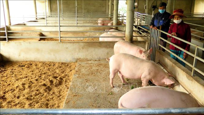 Chăn nuôi an toàn sinh học giúp người nông dân tận dụng được nguồn phân bón hữu cơ. Ảnh: Tường Vi - TTXVN Đổi mới tổ chức sản xuất chăn nuôi nơi vùng cao biên giới Cao Bằng ảnh 1
