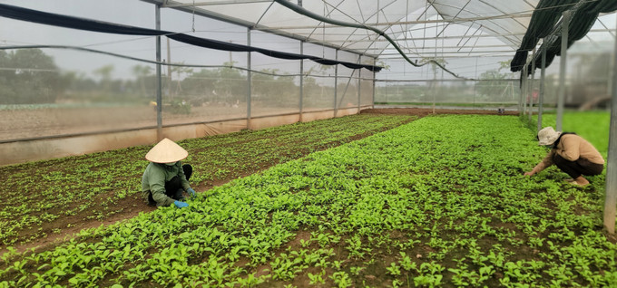 Mô hình sản xuất rau an toàn trong nhà lưới của HTX Chúc Sơn (Chương Mỹ, Hà Nội). Ảnh: Phương Anh - TTXVN Đại hội XIII Hội Nông dân Việt Nam: Ưu tiên nguồn lực xứng tầm cho nông nghiệp, nông dân, nông thôn ảnh 1