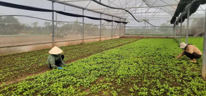 Đại hội XIII Hội Nông dân Việt Nam: Ưu tiên nguồn lực xứng tầm cho nông nghiệp, nông dân, nông thôn ảnh 1