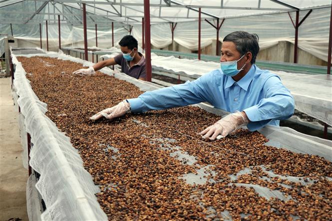 Sản phẩm cà phê của Hợp tác xã Bích Thao (Sơn La) đạt tiêu chuẩn OCOP 5 sao quốc gia. Ảnh: Hữu Quyết - TTXVN Hỗ trợ hợp tác xã ứng dụng thương mại điện tử ảnh 2