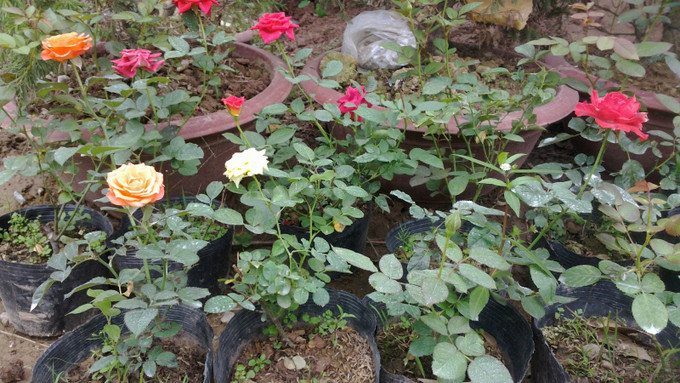 Trồng hồng ở chậu. Ảnh: lamvuondedang.com Cách trồng và chăm sóc cây hoa hồng khi mới mua ảnh 1