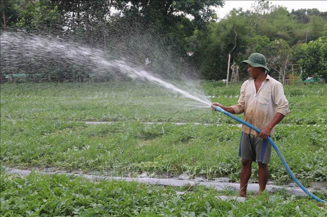 Ông Thạch Sa Quơne, xã Long Sơn, huyện Cầu Ngang chăm sóc ruộng dưa 0,4 ha sắp thu hoạch. Ảnh: Thanh Hòa- TTXVN Khuyến khích dùng phân hữu cơ giảm chi phí sản xuất nông nghiệp ở Trà Vinh ảnh 1