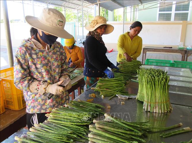 Xã viên Hợp tác xã dịch vụ tổng hợp Tuấn Tú (xã An Hải, huyện Ninh Phước) sơ chế sản phẩm đặc thù măng tây xanh để đưa đi tiêu thụ. Ảnh: Nguyễn Thành – TTXVN Ninh Thuận: Củng cố và phát huy hiệu quả kinh tế tập thể ảnh 1
