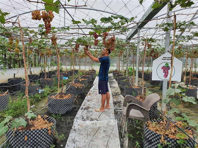 Du khách tham quan và thưởng thức nho sạch tại Nông trại sạch Cần Thơ. Ảnh: Ánh Tuyết - TTXVN Định hướng phát triển du lịch nông thôn gắn với xây dựng nông thôn mới ảnh 1