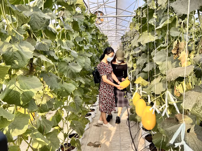 Bình Thuận phát triển nông nghiệp hữu cơ giá trị cao, bền vững ảnh 1