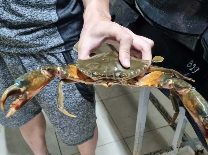 Cua thành phẩm xuất bán sẽ có cân nặng khoảng 4 con/kg. Ảnh: Hải Yến-TTXVN Độc đáo mô hình nuôi cua biển trong hộp nhựa đầu tiên tại Ninh Bình ảnh 4