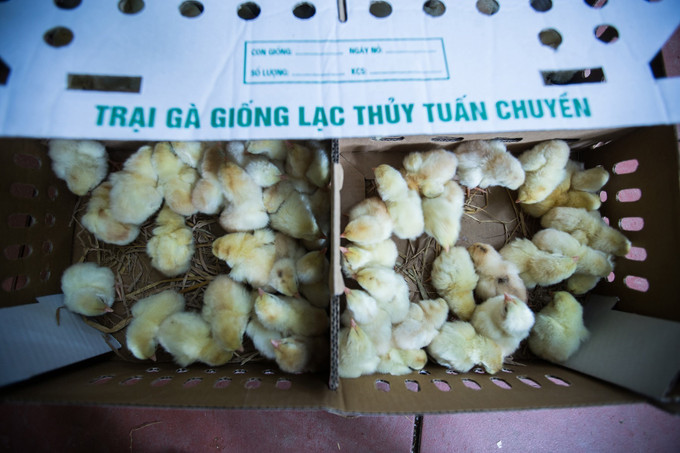 Gà ri Lạc Thủy được đóng hộp để cung cấp cho các hộ nuôi trong vùng. Ảnh: Trọng Đạt – TTXVN Hòa Bình: Đưa chăn nuôi công nghệ cao thành ngành mũi nhọn phát triển kinh tế ảnh 3