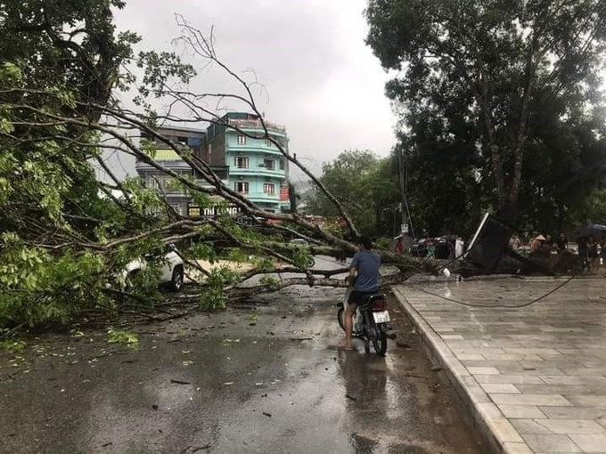 Một cây xanh bị quật ngã do ảnh hưởng của mưa dông ở thị trấn Yên Thế, huyện Lục Yên, tỉnh Yên Bái. Ảnh: TTXVN phát Cảnh báo mưa lớn, lốc, sét trải dài từ Bắc Bộ tới Nam Bộ ảnh 1