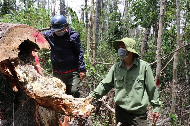 Những diện tích rừng bị tàn phá tại tiểu khu 704, xã Cư Bông (huyện Ea Kar) khu vực giáp ranh với xã Cư Pui (huyện Krông Bông), tỉnh Đắk Lắk. Ảnh: TTXVN Điều tra điểm "nóng" phá rừng Ea Rớt ảnh 4