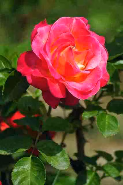 Hoa đẹp chữa bệnh ảnh 2