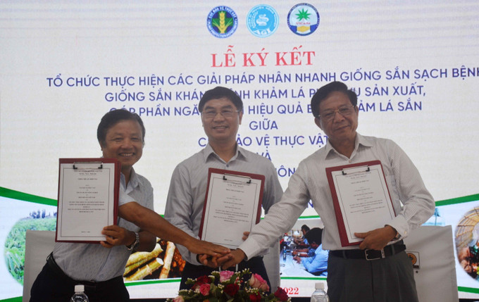Cục Bảo vệ thực vật, Viện Di truyền nông nghiệp Việt Nam và Hiệp hội sắn Việt Nam ký kết thỏa thuận hợp tác ngăn chặn hiệu quả bệnh khảm lá sắn. Ảnh: Hoài Thu – TTXVN Giải pháp hiệu quả phòng chống bệnh khảm lá sắn ảnh 3