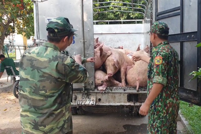 Việc lợn nhập lậu liên tục tuồn vào Việt Nam khiến giá lợn trong nước rơi vào tình trạng chưa tăng đã giảm. Ảnh: tienphong.vn Long An ngăn chặn, xử lý lợn nhập lậu qua biên giới ảnh 1