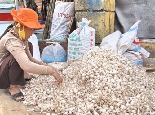 Lý Sơn trồng hành, tỏi theo tiêu chuẩn VietGAP ảnh 1