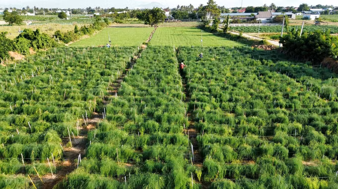 Huyện Ninh Phước xây dựng nông thôn mới gắn với phát triển đô thị ảnh 3