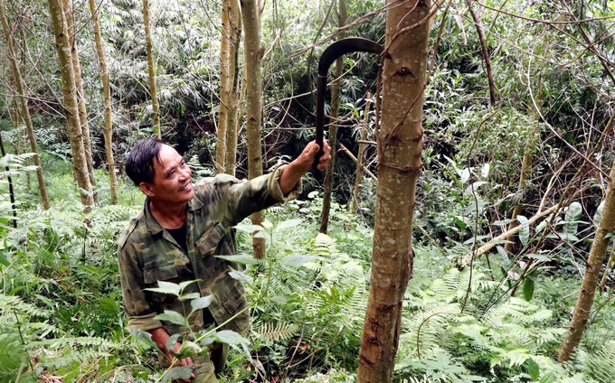Người dân xã Kháng Nhật, huyện Sơn Dương trồng rừng để phát triển kinh tế. Ảnh: Vũ Quang-TTXVN Đưa Tuyên Quang trở thành tỉnh phát triển khá, toàn diện, bền vững: Hình thành vùng nguyên liệu rừng lớn (Bài 3) ảnh 3