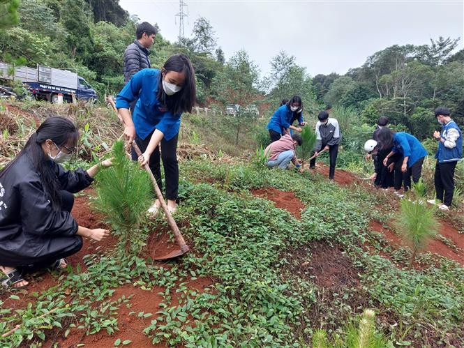 Tuổi trẻ tỉnh Kon Tum ra quân trồng cây thông ba lá dọc tuyến đường tránh Đèo Măng Đen (thị trấn Măng Đen, huyện Kon Plông, tỉnh Kon Tum). Ảnh: Khoa Chương - TTXVN Tuổi trẻ Kon Tum ra quân trồng cây xanh tạo cảnh quan, bảo vệ môi trường sinh thái ảnh 3