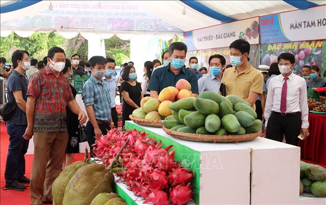 Xoài Yên Châu (Sơn La) được trưng bày tại "Tuần lễ giao thương xúc tiến tiêu thụ Mận Tam Hoa Bắc Hà - Lào Cai, Vải Thiều Bắc Giang và Xoài Sơn La". Ảnh: Quốc Khánh - TTXVN Gia tăng giá trị cho sản phẩm xoài Yên Châu ảnh 1