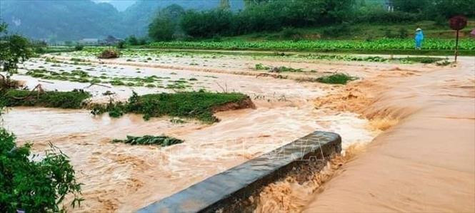 Rau màu bị ngập úng nghiêm trọng. Ảnh: TTXVN phát Lạng Sơn: Mưa lớn gây sạt lở đất đá và ngập úng cục bộ nhiều nơi ảnh 4