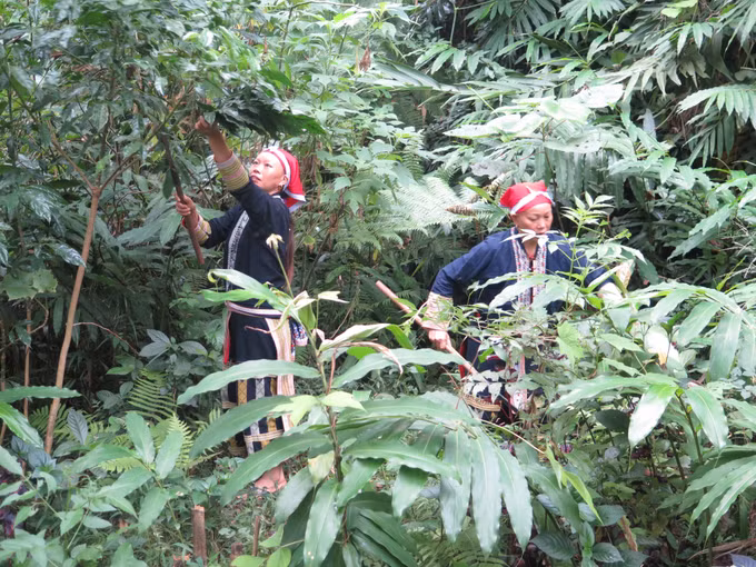 Tắm lá thuốc của đồng bào Dao đỏ - điểm nhấn du lịch Lào Cai ảnh 2
