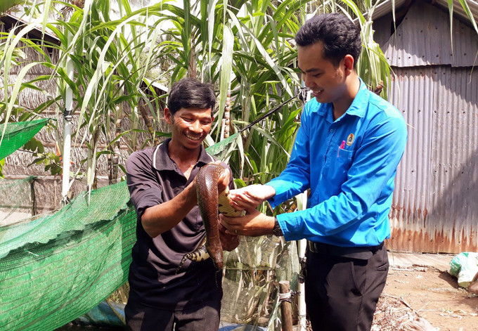 Anh Thạch Chanh Đô Ra, dân tộc Khmer (Châu Thành, Sóc Trăng) đã thành công với mô hình nuôi trồng tổng hợp cho thu nhập trên 400 triệu đồng/năm. Ảnh: TTXVN phát Nhiều mô hình kinh tế hiệu quả của đồng bào dân tộc thiểu số tại Sóc Trăng ảnh 1