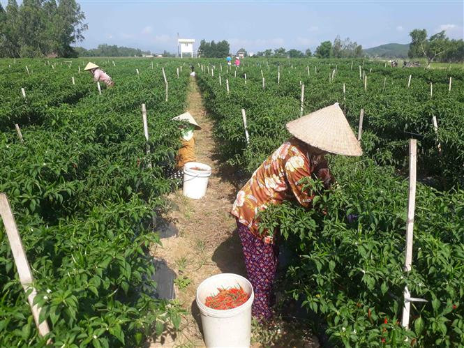 Mặc dù ớt ra trĩu cây, trái đẹp nhưng nông dân Bình Định không phấn khởi vì giá ớt thấp, thương lái thu mua ít. Ảnh: Tường Quân - TTXVN Giá ớt, hành ở Bình Định giảm mạnh, khó khăn đầu ra ảnh 4