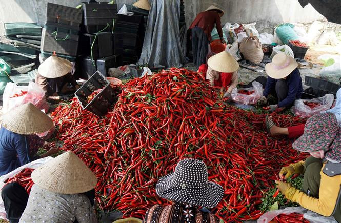 Tại Bình Định không có nhiều cơ sở thu mua nông sản để chế biến hoặc xuất khẩu nên nông dân phải tự tìm cách bảo quản khi không bán được ớt. Ảnh: Tường Quân - TTXVN Giá ớt, hành ở Bình Định giảm mạnh, khó khăn đầu ra ảnh 3