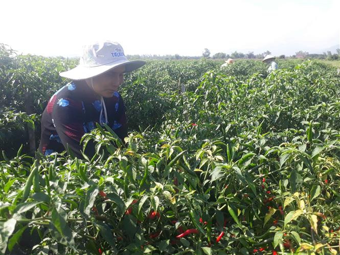Đầu tư gần 70 triệu đồng cho 10 sào ớt, bà Huỳnh Thị Đức (huyện Tây Sơn) đang lo lỗ vốn vì giá ớt xuống thấp. Ảnh: Tường Quân - TTXVN Giá ớt, hành ở Bình Định giảm mạnh, khó khăn đầu ra ảnh 1