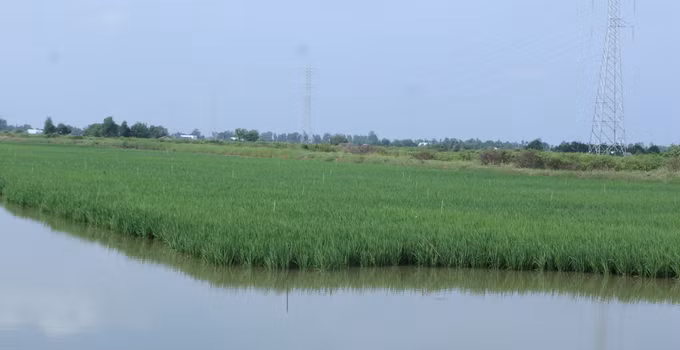 Mô hình sản xuất bền vững giúp nông dân Bạc Liêu nâng cao thu nhập ảnh 2