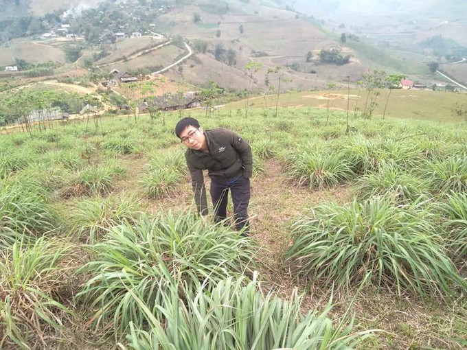 Tinh dầu đài bi có với nhiều công dụng y học mà chưa có cơ sở tinh dầu nào của Việt Nam chưng cất..Ảnh : Hương Thu Anh thanh niên người Tày An Văn Tuấn làm giàu từ cây cỏ dân dã vườn nhà ảnh 1