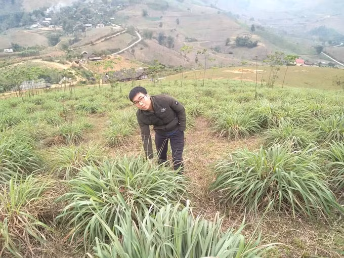 Anh thanh niên người Tày An Văn Tuấn làm giàu từ cây cỏ dân dã vườn nhà ảnh 1