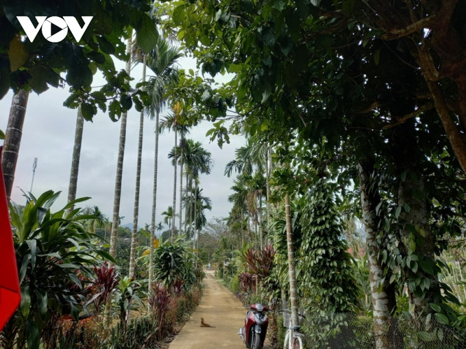 Được sự hướng dẫn của già Thi, hiện nay, vườn nhà người dân ở xã Hương Sơn, huyện Nam Đông đều trồng các loại cây trồng có giá trị kinh tế cao như cau và cam. Ảnh: vov.vn Già làng Hồ Sĩ Thi - Đảng viên người Cơ Tu làm kinh tế giỏi, giúp nhiều người thoát nghèo ảnh 2