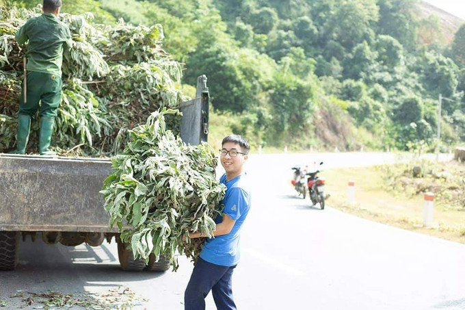 Hợp tác xã thu mua sản phẩm cây đài bi . Ảnh Hương Thu Anh thanh niên người Tày An Văn Tuấn làm giàu từ cây cỏ dân dã vườn nhà ảnh 2