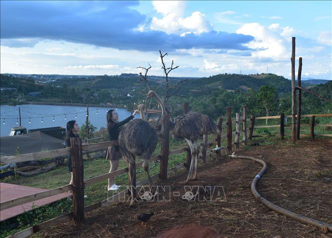 Khu du lịch YuMin Farmhouse của anh Nguyễn Đình Anh tại thành phố Gia Nghĩa, tỉnh Đắk Nông là một trong những điểm đến tham quan trải nghiệm thú vị cho du khách gần đây với mô hình du lịch nông trại. Ảnh: Nguyên Dung-TTXVN Đắk Nông khai thác lợi thế, tìm hướng phát triển du lịch ảnh 4