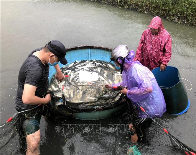 Do ảnh hưởng trực tiếp của hoàn lưu cơn bão số 5, khu vực tỉnh Quảng Ngãi xảy ra mưa lớn diện rộng, dự báo từ ngày 11-14/9, trên các sông có khả năng xuất hiện lũ. Trước tình hình này, người nuôi trồng thủy sản trên địa bàn tỉnh đang khẩn trương thu hoạch “chạy lũ” để tránh thiệt hại về kinh tế. Ảnh: Lê Ngọc Phước-TTXVN Người dân Lý Sơn và Bình Sơn (Quảng Ngãi) không ra khỏi nhà từ 12 giờ ngày 11/9 để đảm bảo an toàn ảnh 1